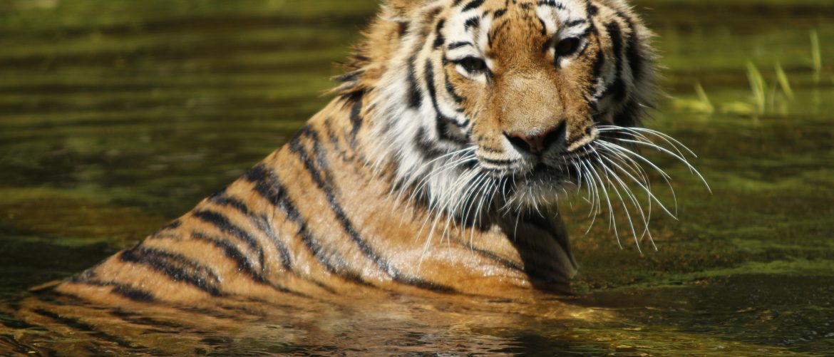 Tigre nageant dans l'eau