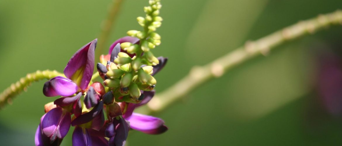 fleur de kudzu