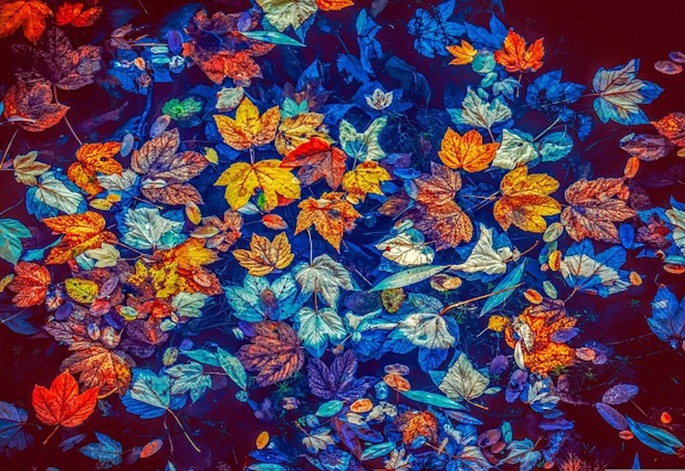 feuilles_automne