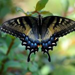 La chenille et le papillon : quel niveau d’exigence pour étudier la MTC ?