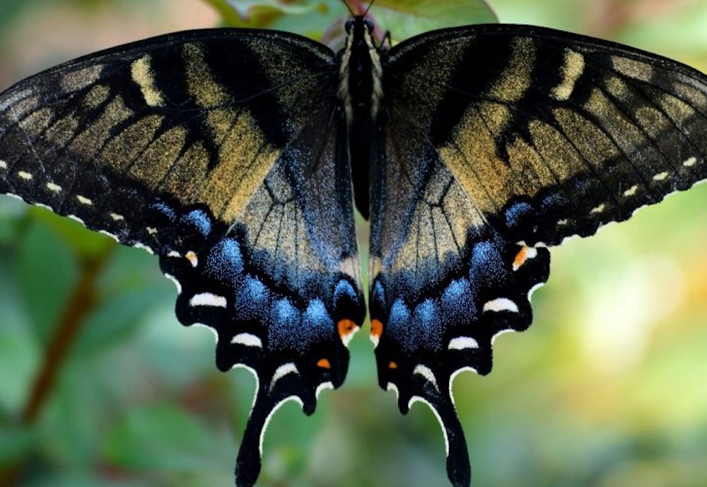 Chenille-papillon