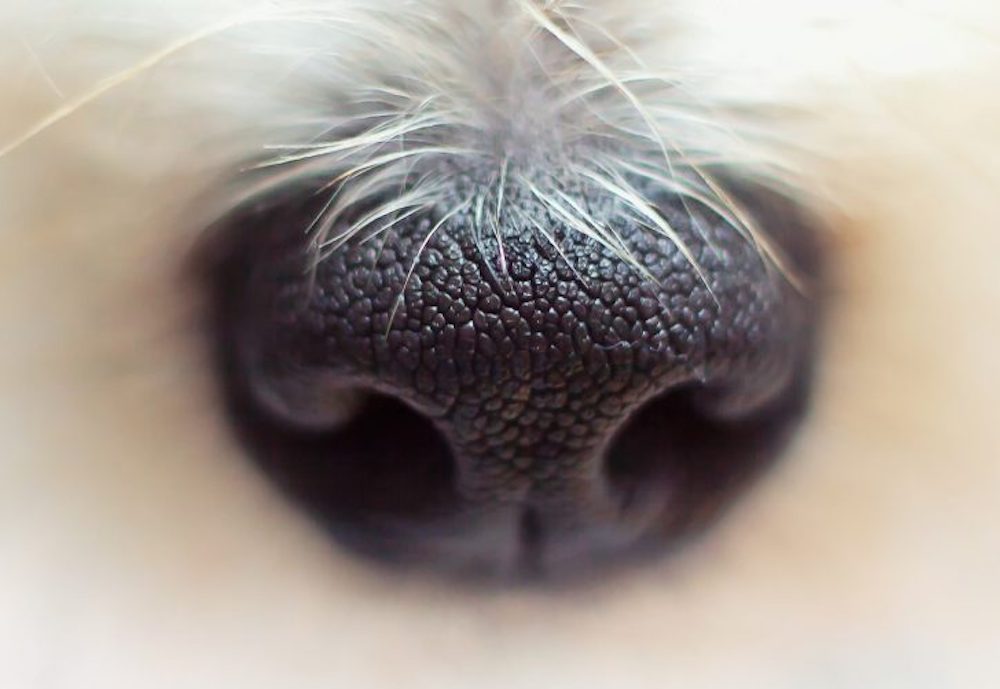 Le nez-Bi