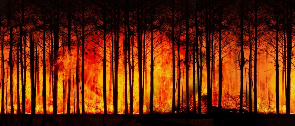 feu de foret