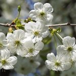 Le marteau Fleur de prunier