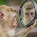 L’apprentissage miroir