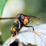 Les frelons et les dérives de la pharmacopée